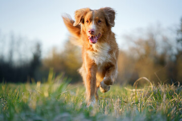 The dog is running. active Nova Scotia Duck Tolling Retriever in motion. sunset