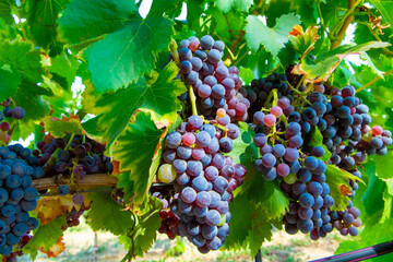 Ripe black or blue carignan wine grapes using for making rose or red wine ready to harvest on vineyards in Cotes  de Provence, region Provence, south of France