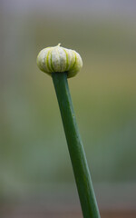 Unopened inflorescence of an onion plant.