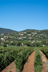 Rows of ripe wine grapes plants on vineyards in Cotes  de Provence near Saint-Tropez, region Provence, Saint-Tropez, south of France