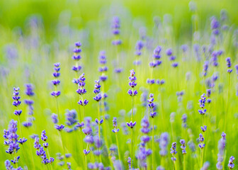 A landscape cropped shot of vibrant lavender flowers and stems in the summer sun with shallow depth...