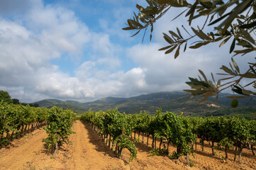 Rows of ripe wine grapes plants on vineyards in Cotes  de Provence near Collobrieres , region Provence, south of France