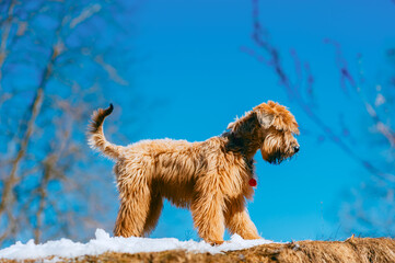 Pedigree irish soft coated wheaten terrier dog walking on snow in park, winter time outside pet...