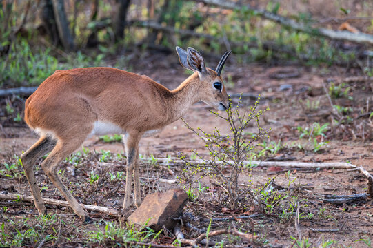 Lone steenbok in the open browsing on an isolated fresh growth shoot 