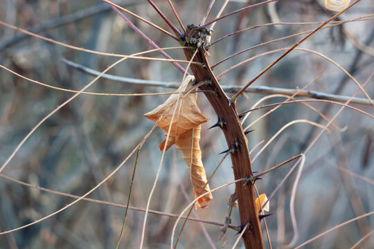 grasshopper on a branch