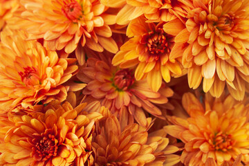 Orange hardy chrysanthemum (Garden Mum) flowers as a pattern. Abstract flower background texture