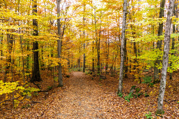 Lookout Trail is a hike in Algonquin Park, very popular in fall as it offers view on autumn foliage and the colorful forest