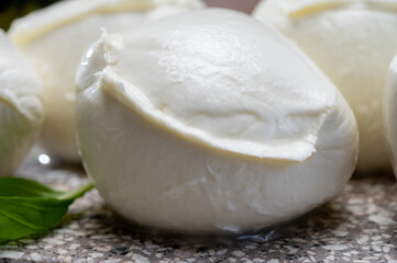 Fresh handmade soft Italian cheese from Campania, white balls of buffalo mozzarella cheese made from cow milk ready to eat