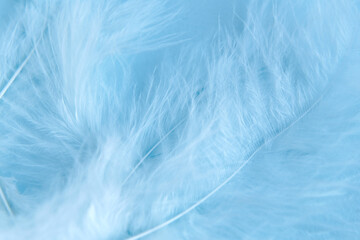 Fototapeta na wymiar Blue background with blue bird's feathers