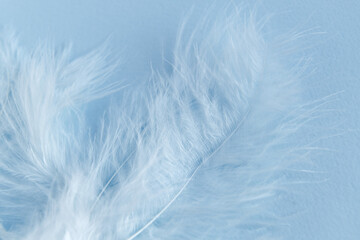 Fototapeta na wymiar white feather on blue background