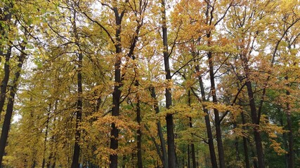 tree in autumn