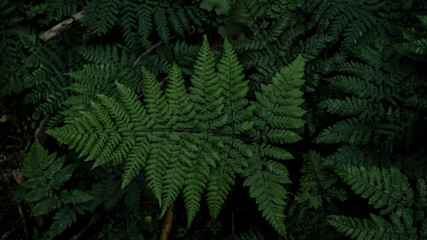 Green fresh fern leaves in the dark Black Forest - Plant background