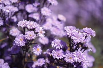 Obraz premium Close-up of Purple margaret flowers is blooming in the garden with sunlight. Violet margaret flowers field.