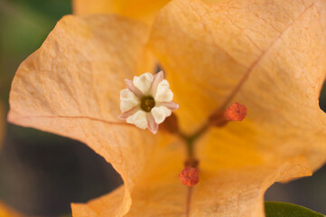 Fotograf&iacute;a macro de una flor de bugambilia