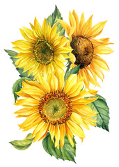 Composition of watercolor sunflowers on isolated white background, hand drawing