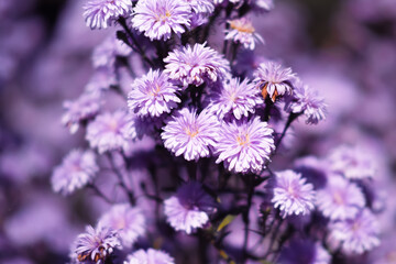 Close-up of Purple margaret flowers is blooming in the garden with sunlight. Violet margaret flowers field.