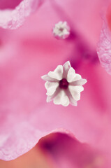Fotograf&iacute;a macro de una flor de bugambilia