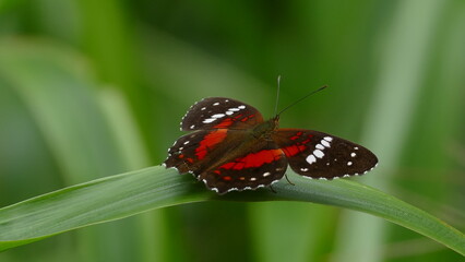 Anartia amathea ist ein Schmetterling aus der Familie der Edelfalter (Nymphalidae). Heimat: tropisches Südamerika
