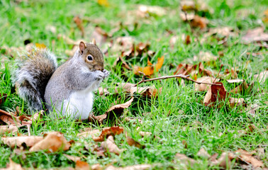 Naklejka na ściany i meble Cute fluffy squirrel in the park eating on the grass in autumn surrounded by fallen leaves.