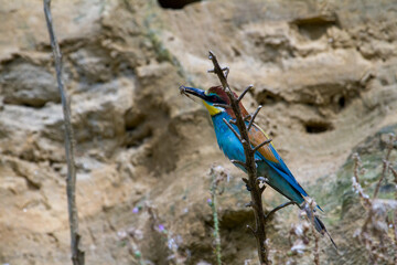 
Bee-eater 