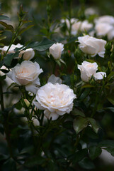white roses in the garden