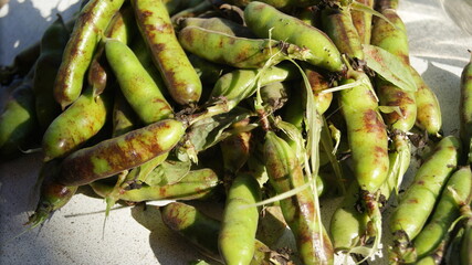 Pea pods