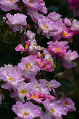 pink and white flowers