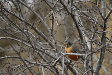 robin on a branch