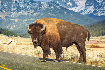 American bison standing alone in the middle of the road at Yellowstone park with mountain  in backgorund.