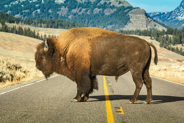 American bison standing alone in the middle of the road at Yellowstone park with mountain  in backgorund.