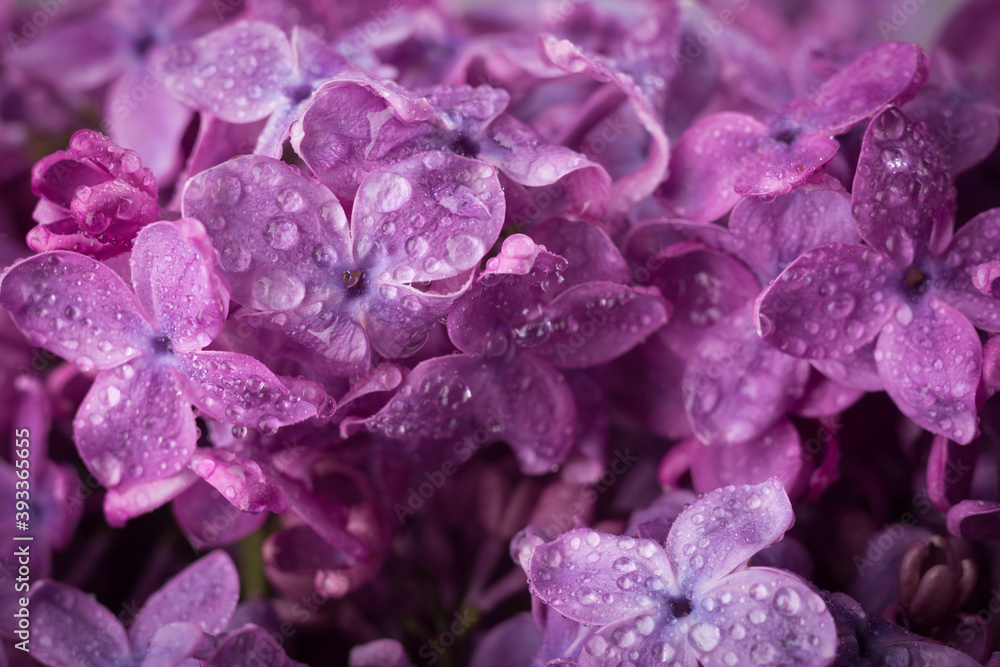 Wall mural Beautiful purple lilac flowers. Macro photo of lilac spring flowers.