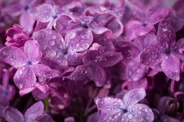 Beautiful purple lilac flowers. Macro photo of lilac spring flowers.