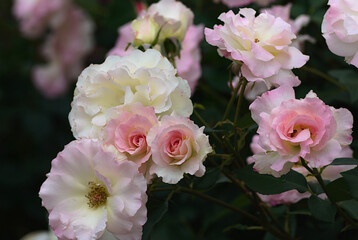 pink and white roses