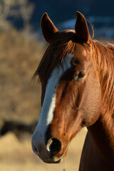 Obraz premium Portrait of a horse with blur dark background.