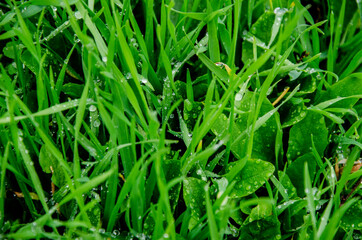 Fototapeta na wymiar Dew drops on plant petals close-up. Dew on the grass close-up. Green grass in the meadow with raindrops. Fresh green grass background with ross drops. Nature background.