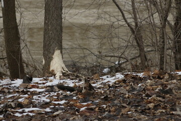A beaver can chew down a small ann big tree. They will regularly cut down trees. Beavers eat mostly tree bark and leaves.