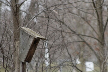 Birdhouse is attached to tree in forest. Blurry copy space for own text