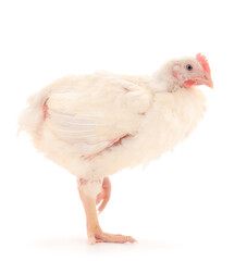 One chicken or young broiler chickens.