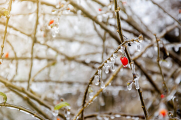 Winter cold morning landscape. Ice sparkles on tree branches. Winter texture. Icy abstraction. The bush was covered with freezing rain. The branches of the bush were covered with ice in frosty weather