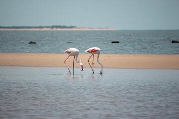 Greater flamingo (Phoenicopterus roseus) wading and searching for food in Costa de Sol beach, in...