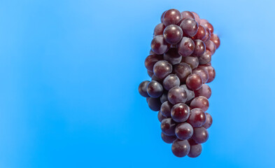 Bunch of grape (Vitis labrusca) of variant Niagara on blue background