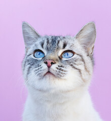 The white cat with blue eyes