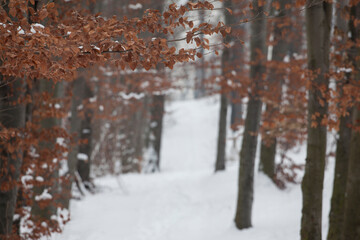 beech trees in winter park