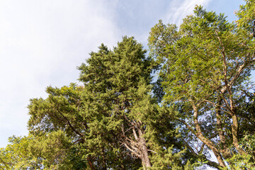 Native trees of Brazil and the blue sky in the background