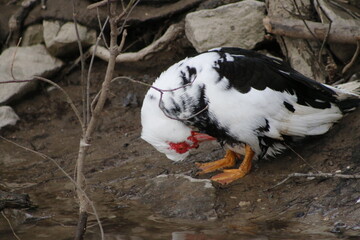 Muscovy duck roaming on the grass. Beautiful male Muscovy duck. Male Muscovy duck with raised wings