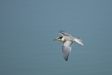 Common Tern (Sterna hirundo) juvenile in flight, Valencia, Spain