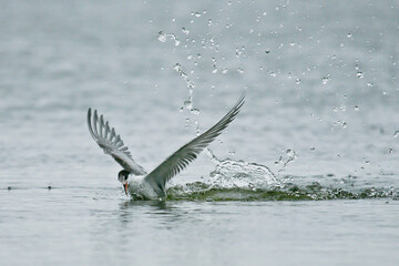 Common Tern (Sterna hirundo) hunting juvenile diving in water surface, Baltic Sea, Mecklenburg-Western Pomerania, Germany
