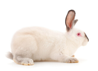 White rabbit isolated.