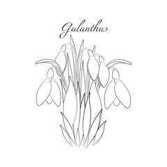 Fototapeta na wymiar The snowdrops Galanthus black and white illustration. Spring flowers bouquet outline.