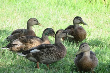 Naklejka na ściany i meble Young ducks together in the summer sunshine
